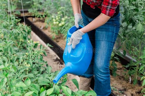 Close Up Woman With Garden Watering Can Waters Plants And Green