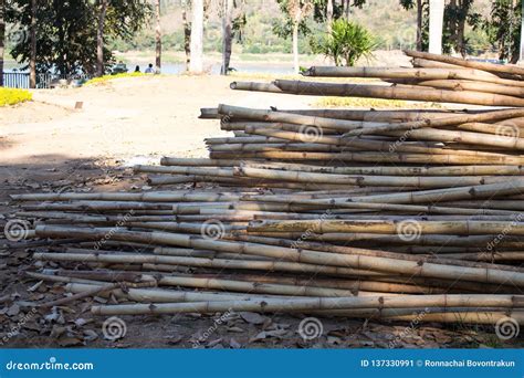 Pile Old Bamboo On The Ground Stock Image Image Of Floor City 137330991