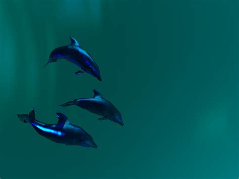 ♥ Dolphins ♥ Dolphins Wallpaper 10345689 Fanpop