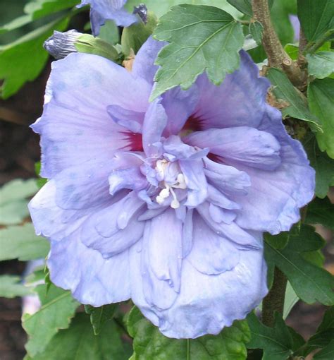 Blue Chiffon® Rose Of Sharon Natorps Online Plant Store