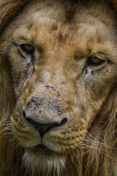 13841 Majestic Lion Photos Free And Royalty Free Stock Photos From