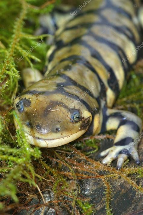Primer Plano De La Salamandra Tigre Barrada Ambystoma Mavortium Sobre