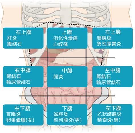 胃痛成因、檢查及治療 附腹痛九宮格教你分辨胃痛位置 Esdlife健康網購