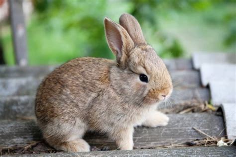 Some governments currently recommend wearing cloth face coverings in public settings where social. Small cute rabbit funny face, fluffy brown bunny on gray stone background. soft focus, shallow ...