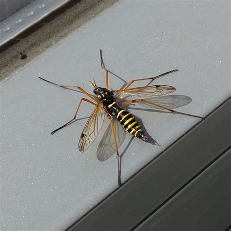 Large Mosquitowasp Like Insect ~4cm Seen In Belgium Whatsthisbug