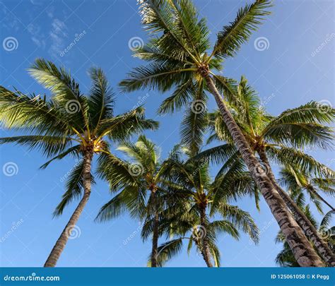 Palm Trees Against A Blue Sky In Hawaii Stock Photo Image Of Tranquil