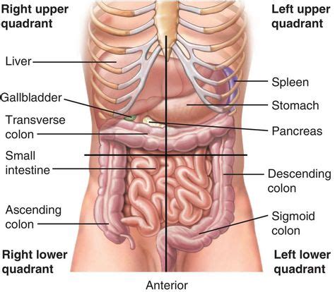 Full Size Picture Abdominal Quadrants With Images Medical