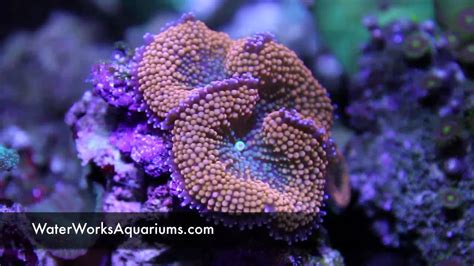 Custom Aquarium Exotic Saltwater Fish And Reef Corals
