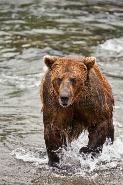 Brown Bear Ursus Arctos Male In Brooks River Walking Toward Camera