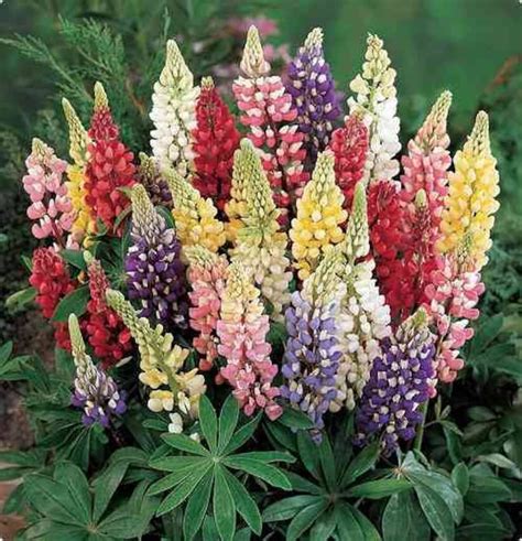 100 Colorful Lupine Seeds Flowers Seeds Garden Flower Seeds Etsy