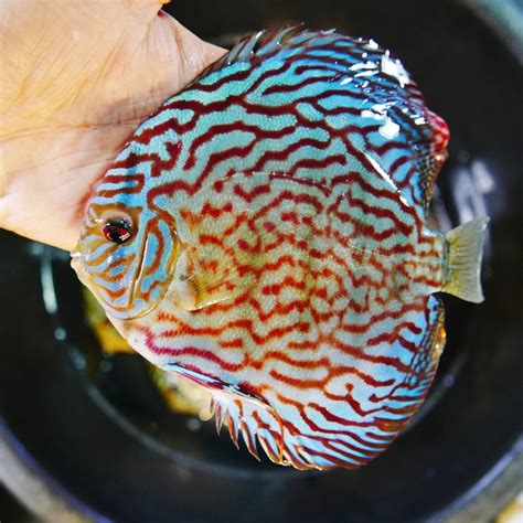 German Red Turquoise Discus