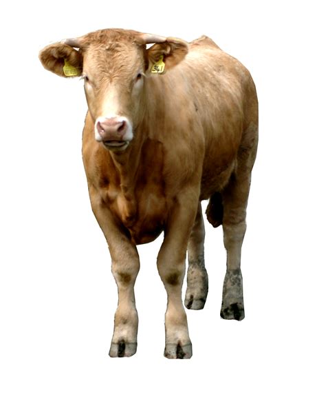 Cow Png Picture Png Arts