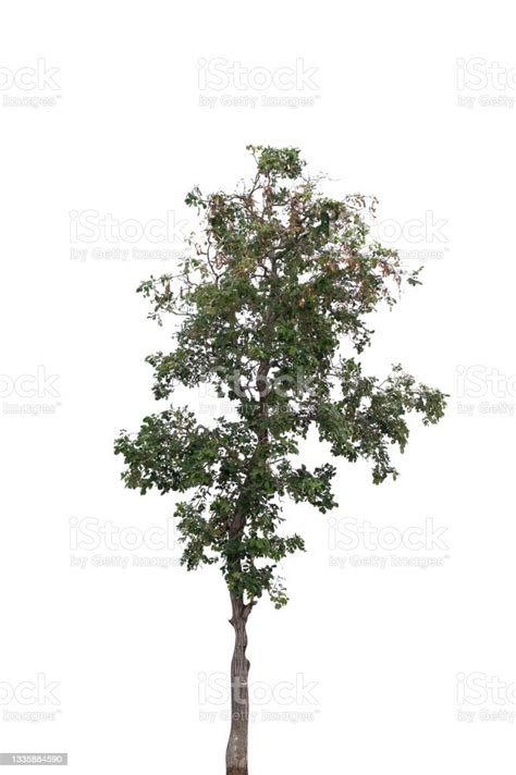 Beautifull Green Tree On A White Background In High Definitiontropical