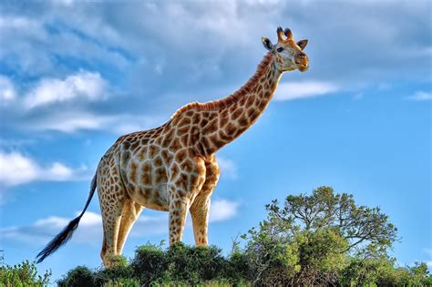 Giraffe Hd Animals 4k Wallpapers Images Backgrounds