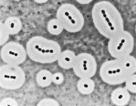 Bacteria Capsules Slime Layers Britannica