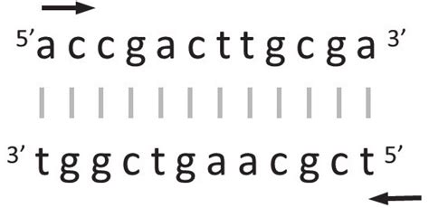An Example Of The Reverse And Complementary Sequence A Dna Sequence Is