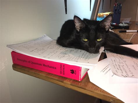 Schrodinger's Cat studying for her Quantum Mechanics midterm : r/aww