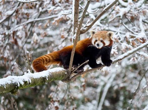 Six Red Panda Facts For International Red Panda Day China