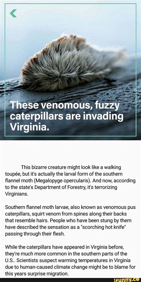 Ese Venomous Fuzzy Caterpillars Are Invading Virginia This Bizarre