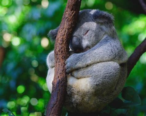 Koala The Sleeper By Chiliu Pixdaus Cute Funny Animals Funny