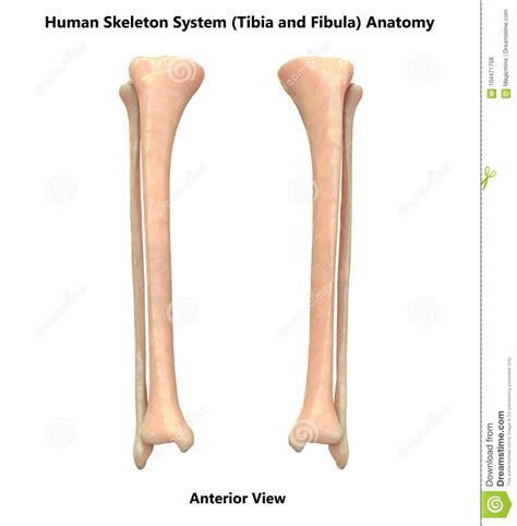 Human Skeleton System Tibia And Fibula Bones Anterior View Anatomy