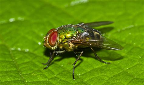 Flies Experience Anxiety Too Asian Scientist Magazine