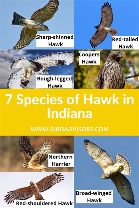 7 Species Of Hawk In Indiana Bird Advisors