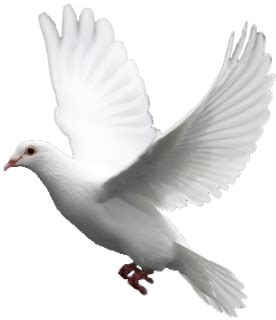 IMÁGENES DE PALOMAS | Paloma de la paz, Imagenes de palomas blancas, Imágenes