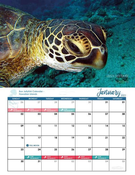 Hawaii Jellyfish Calendar