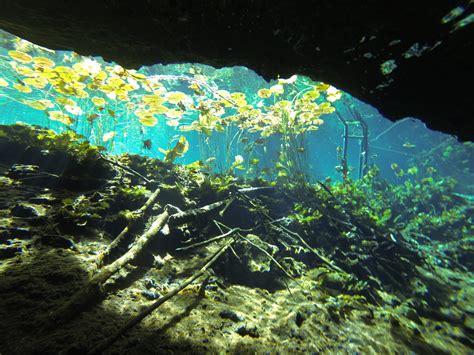 Cenote Nicte Ha Spectacular Underwater Garden Diving And Snorkel Site