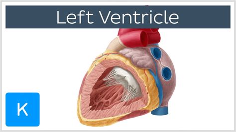 Left Ventricle (Heart) - Function, Definition and Anatomy- Human ...