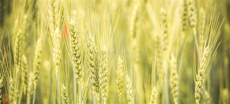 Wheat Field Plantations Grow Harvest Concept Stock Photo Image Of
