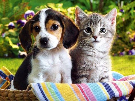 Cute puppies cute dogs dogs and puppies terrier puppies doggies corgi puppies english bulldog puppies baby english bulldogs frenchie puppies. Puppies And Kittens Wallpapers - Wallpaper Cave