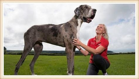 ¿cuál Es El Perro Más Grande Del Mundo 25 Razas Gigantes Fotos