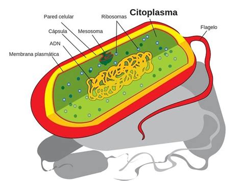 Función Del Citoplasma Enciclopedia Significados