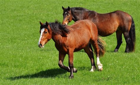 Two Brown Horse On Green Grass Field During Daytime Free Image Peakpx