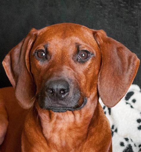 15 Amazing Facts About Rhodesian Ridgebacks You Probably Never Knew