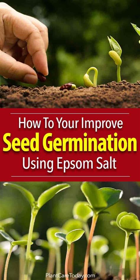 Epsom Salts Add These Key Micronutrient Into The Soil Increasing Seed