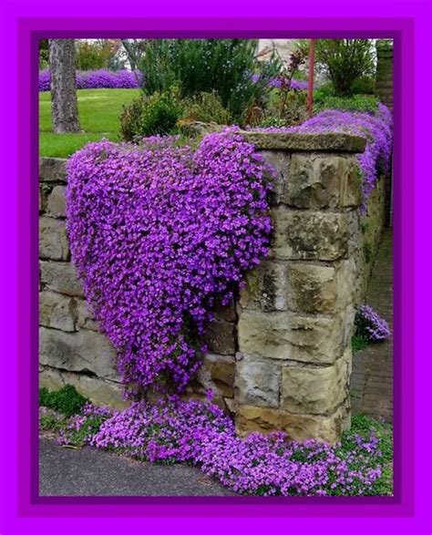 Stone Wall With Beautiful Purple Flowers I Like How The Flowers Hang