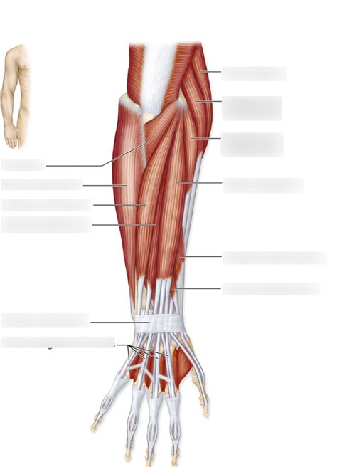 Forearm Muscles Posterior Superficial Diagram Quizlet