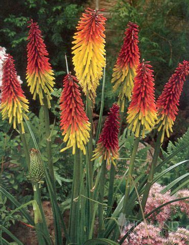 We did not find results for: Perennial Torch Lily: Red Hot Pokers. Site also sells ...