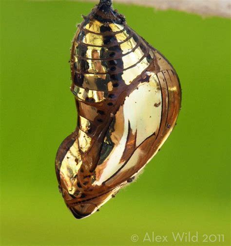 Alex Wild On Twitter The Chrysalis Of The Tithoria Butterfly Is So