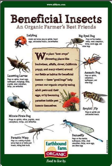 Know Your Bugs Earthbound Farm Beneficial Insects