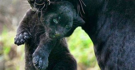 Mamma Black Panther With Cub Animal Nature Black Animals