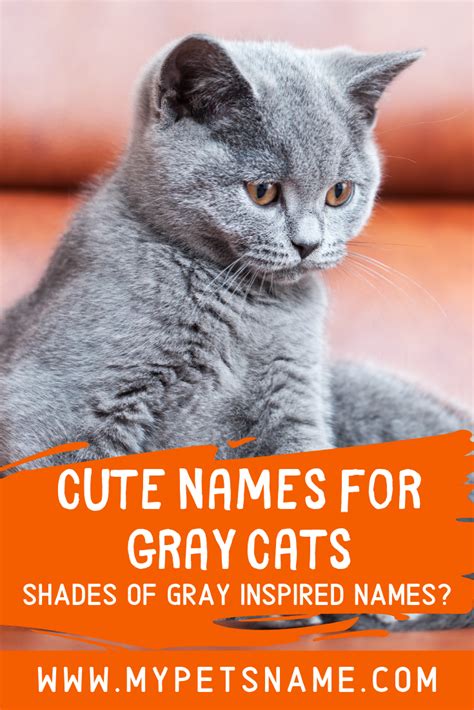 Cute Names For Gray Cats Cute Pet Names Grey Kitten Names Grey Cat