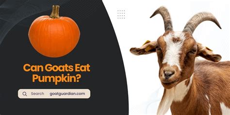 Can Goats Eat Pumpkin With Health Benefits Goat Guardian