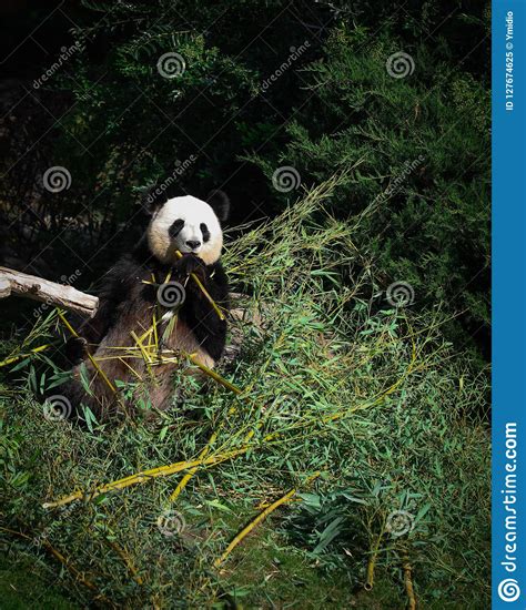 Giant Panda Eating Bamboo Summer 2019 Stock Image Image Of Wildlife