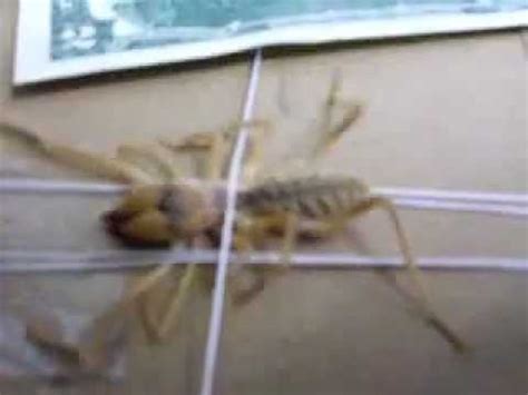 Photos that purport to show creatures six times that size have misleading perspective—the spider is invariably placed in the foreground where the lens makes it appear much. Big Camel Spider Catched Alive - YouTube
