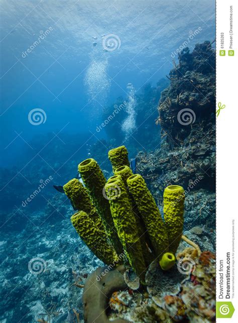 Close Up Of Green Tube Sponges With Scuba Divers Bubbles