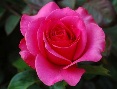 Rose Beautiful Flower Bouquet Pictures Top 15 Most Beautiful Rose Flowers Find Over 100 Of